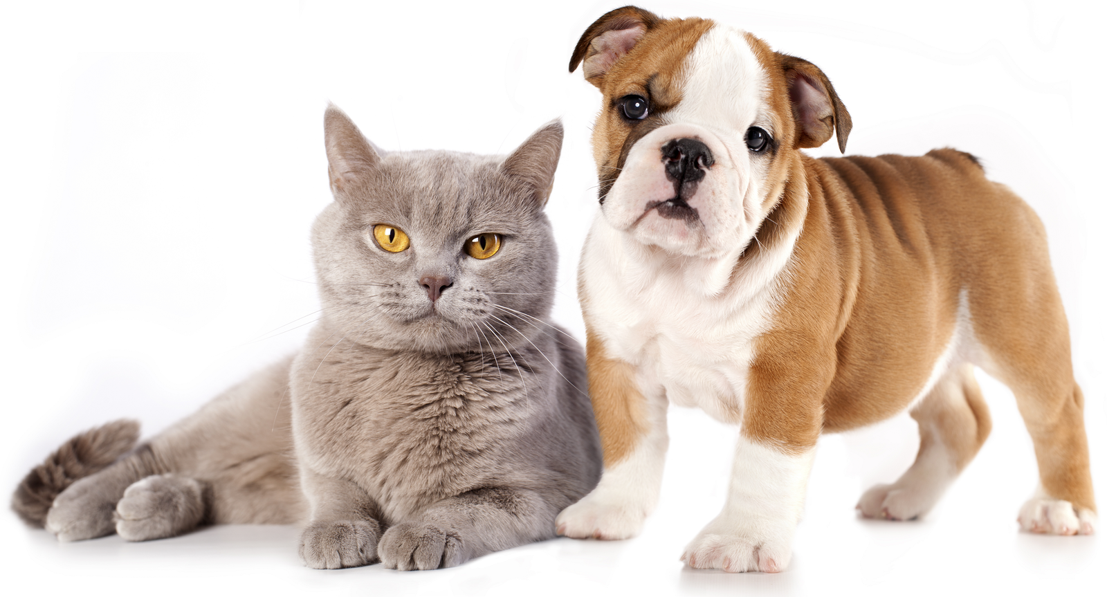 Генетические тесты для собак и кошек | Институт Генетики и Цитологии НАН  Беларуси